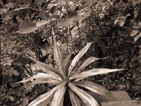 Agave  Fuji GS645S professional,  Fuji Acros 100II@64 : Agave, Garten Erlenstraße, Terrasse