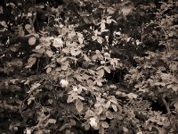 Moosröschen  Fuji GS645S professional,  Fuji Acros 100II@64 : Blüten, Moosröschen, Garten Erlenstraße