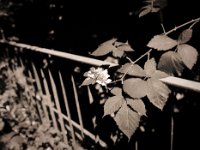 Brombeerblüten  Pentax 645N, SMC 2.4/45, Gelbfilter mittel, Bergger Pancro400@250 : Garten Erlenstraße, Blüte, Brombeeren, homepage