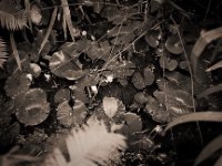 Gartenteich  Fuji GW 690 III, Bergger Pancro 400 : Teich, Seerosen, Blüten, Garten Erlenstraße