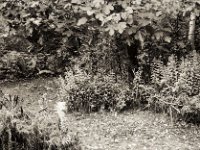 Herbst  Fuji GW 690 III, Bergger Pancro400@800
