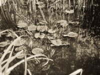 Gartenteich  Voigtländer Prominent, Skoparon 3.5/35, Foma Retropan 320   - 08.04.2019 -