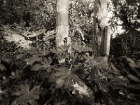 Herbstlicht  Pentax Super A, Soligor C/D wide auto 2.8/20 MC, Bergger Pancro400  - 01.10.2020 -