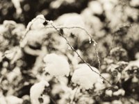 Stachel, Schnee und Hortensie  Pentax 67II, SMC 4.0/200, Bergger Pancro 400@250