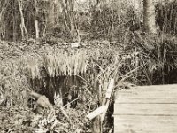 Gartenteich  Fuji GW 690 III, Bergger Pancro 400