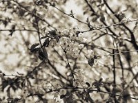 Kirschblüten  Pentax 645N, SMC FA 2.8/150, Bergger Pancro 400@400