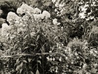 Phlox und Fuchsien  Pentax 645N, SMC FA 2.8/45, Bergger Pancro400@250