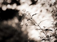 Fuchsienblüten  Pentax 67II, SMC 4.0/200, Fuji Acros 100II