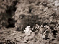 Phlox  Pentax 67II, SMC 4.0/200, Fuji Acros 100II