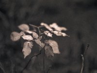 Herbstblätter im Dezember  Pentax 67II, SMC 2.4/105, Foma Retropan 320@160