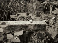 Das Schneckengehäuse auf dem Torii  Fuji GW 690 III, Bergger Pancro400@800