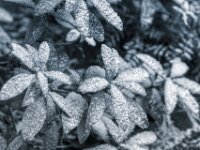 Rhododendron  PENTAX K-3 Mark III Monochrome, SMC PENTAX-FA 1.8/77 Limited  - 07.01.2025 -