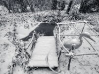 Der falsche Reiher am Gartenteich  PENTAX K-3 Mark III Monochrome, HD PENTAX - DA* 2.8/ 11-18 ED DC AW  - 07.01.2025 -