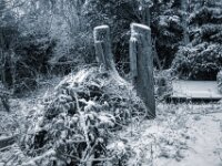 Erlenstämme  PENTAX K-3 Mark III Monochrome, HD PENTAX - DA* 2.8/ 11-18 ED DC AW  - 07.01.2025 -