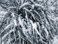 Schneegrasstaude  PENTAX K-3 Mark III Monochrome, HD PENTAX - DA* 2.8/ 11-18 ED DC AW  - 07.01.2025 -