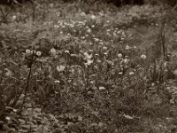 Gartenwiese  Pentax K-1, HD Pentax-D FA* 1.4/50 SDM AW  - 11.05.2021 -