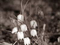 Schachbrettblumen  Pentax MZ-S, SMC FA  1.8/77 Limited, Bergger Pancro400@200  - 30.03.2022 -