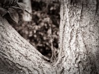 Baum im Baum  Pentax MZ-S, SMC FA  1.8/77 Limited, Bergger Pancro400@200  - 30.03.2022 -