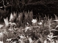 Tulpen in der Gartenwiese  Pentax Super A, SMC FA 1.9/43 Limited, Gelbfilter, ADOX CHS 100 II  - 30.04.2022 -