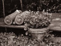 Waldmeister im Topf  Pentax K2, SMC FA 1.9/43 Limited, Gelbfilter, ADOX CHS 100 II  - 30.04.2022 -