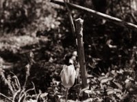 Tulpe  Pentax MZ-S, SMC FA 1.8/77 Limited, Gelbfilter, Adox CHS 100II@64  - 24.04.2021 -