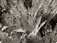 Gartenfarn  Pentax K2, SMC 2.8/24, Gelbfilter, Adox CHS 100 II  - 17.05.2021 -