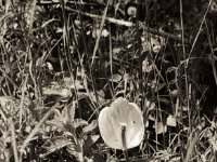 Halbe Tulpenblüte  Pentax K2, SMC 2.8/24, Gelbfilter, Adox CHS 100 II  - 17.05.2021 -