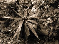 Agave im Regen  Pentax Super A, SMC M 2.8/40, Gelbfilter, Bergger Pancro400@200