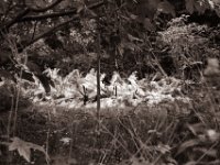 Herbstfarn im Garten  Pentax Super A, SMC M 2.8/40 Pancake, Gelbfilter, Bergger Pancro400@200  - 17.10.2022 -