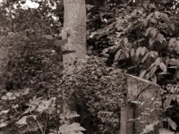 Aralie, Hibiskus und Erle  Pentax LX, SMC 2.0/35, Bergger Pancro400@200  - 22.10.2022 -