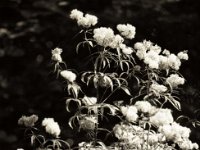 Herbst Wasserdost  Pentax MZ-S, SMC 2.4/105 (67er); Adox CHS100II  - 22.09.2021 -