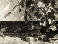 Weinstock an der Hauswand  Pentax MZ-S, SMC 2.4/105 (67er); Adox CHS100II  - 22.09.2021 -