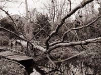 Sturz bis in den Teich  Pentax 6x7, SMC Takumar 3.5/55, Fuji Acros 100II  - 22.02.2022 -