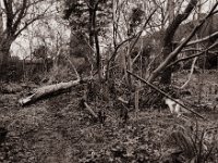 Kater Theo und die gefallene Erle  Pentax 6x7, SMC Takumar 3.5/55, Fuji Acros 100II  - 22.02.2022 -