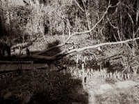 Die Erle liegt noch am Teich  Fuji GW 690 III, Fuji Acros 100II  - 09.03.2022 -