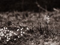 Buschwindröschen und Hyazinthe  Pentax 645N, SMC FA 2.8/150, Bergger Pancro400  - 08.04.2022 -