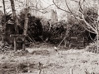 Torii  Seagull 4A103 HAIOU 3.5/75, Fuji Acros 100 II  - 08.04.2021 -