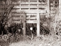 Tulpen, Torii und Sternchens Ruheplatz  Pentax 67II, SMC 4.0/300, Fuji Acros 100II@80 - 20.04.2021 -