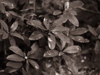 Rhododendron  Pentax 645N, SMC FA 2.8/150, Grünfilter, Pancro400@200  - 26.04.2022 -