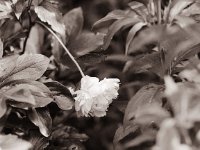 Päonienblüte  Pentax 67II, SMC Takumar 2.8/150, Bergger Pancro400@200  - 24.05.2022 -