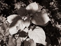 Die besondere Tomatenpflanze  Pentax 645N, SMC FA 2.8/45, Rollei RPX100@64  - 18.06.2022 -