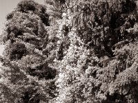 Der Garten und das Haus im Grün  Pentax 645N, SMC FA 2.8/75, Rollei RPX100@64  - 18.06.2022 -