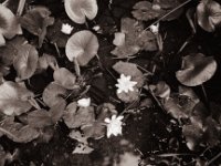 Gartenteich mit Seerosen  Fuji GW 690 III, Bergger Pancro400@200  - 11.07.2021 -