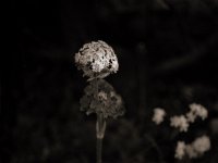 Wiesenbärenklau  Pentax 645N, SMC-FA 2.8/75, Gelbfilter, Bergger Pancro400@200 - 14.07.2022 -