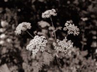 Wiesenbärenklau  Pentax 67II, SMC Takumar 3.5/55, Bergger Pancro400@200  - 26.07.2022 -