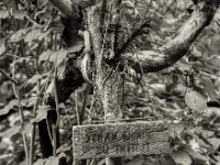 Federn und freundlicher Hinweis  Pentax 67II, SMC Takumar 2.8/150, Rotfilter, Fuji Acros 100@64  - 11.09.2021 -