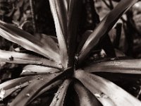 Agave  Pentax 67II, SMC Takumar 4.5/75, Bergger Pancro400  - 10.10.2021 -