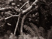 Stützen am Essigbaum  Pentax 67II, SMC 2.4/105, Grünfilter, Bergger Pancro400  - 10.10.2021 -