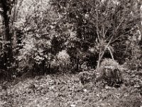 Herbstgarten  Fuji GW 690 III, Fuji Acros 100II  - 29.11.2022 -