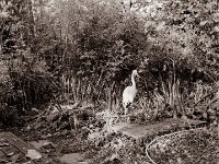 Schon wieder November  Seagull 4A103 HAIOU 3.5/75, Bergger Pancro400 i- 10.11.2021 -